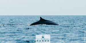 Read more about the article Plastics in whales… one WWF research team.
