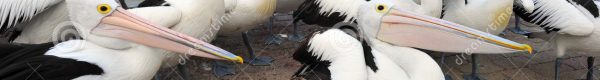 flock-australian-pelican-white-bird-australia-24691245